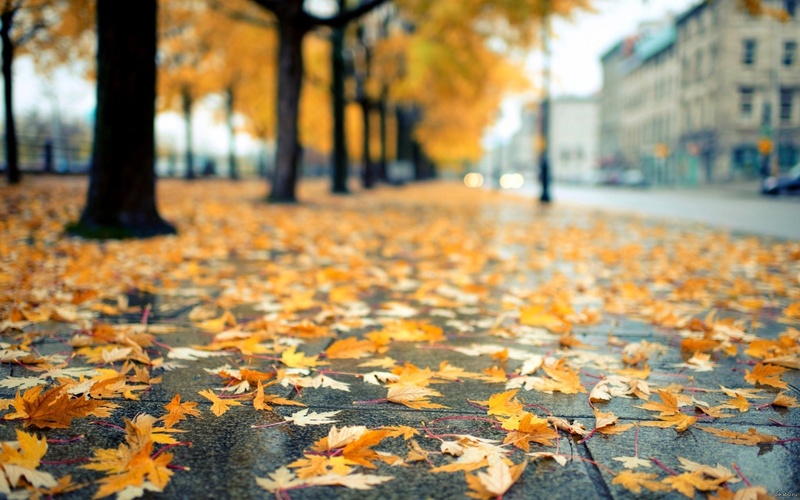 Петербургу обещают прохладные выходные. Местами дожди